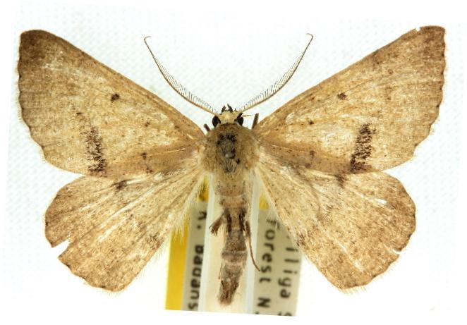 Nearcha benecristata