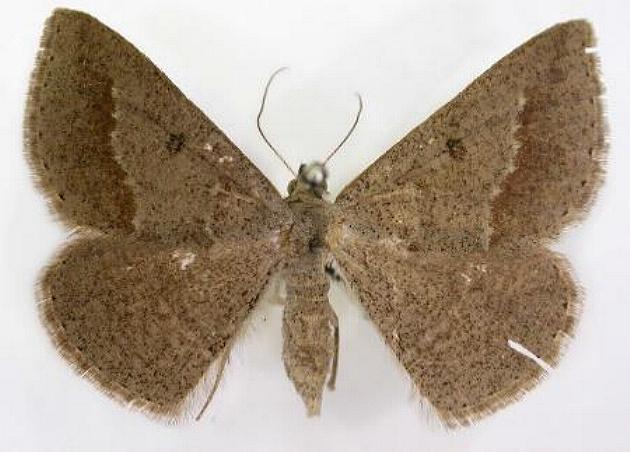 Nearcha tristificata