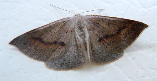 Nearcha ursaria