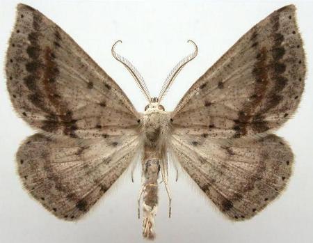 Nearcha ursaria
