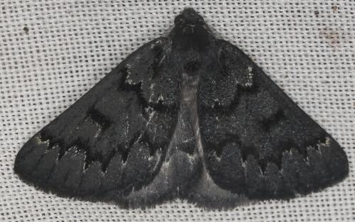 Nycterephes anthracica