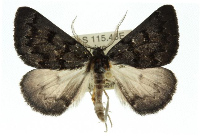 Nycterephes anthracica