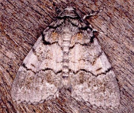 Smyriodes aplectaria