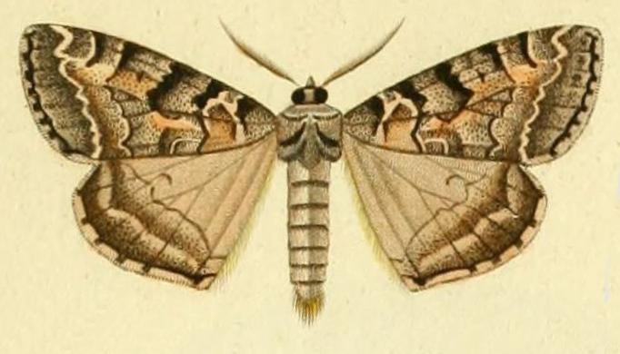 Smyriodes aplectaria