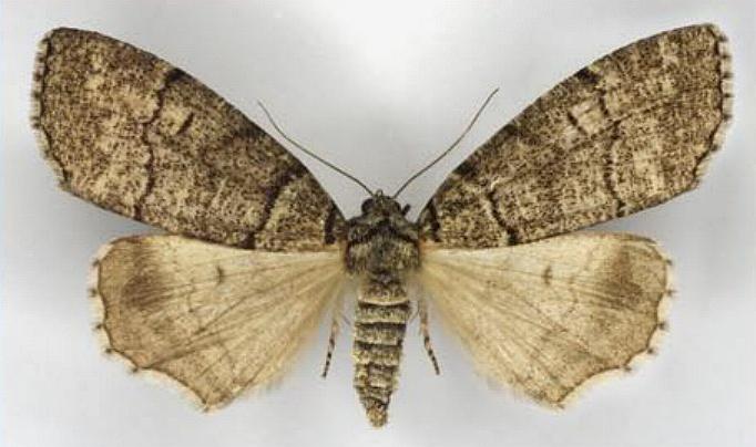 Smyriodes aplectaria