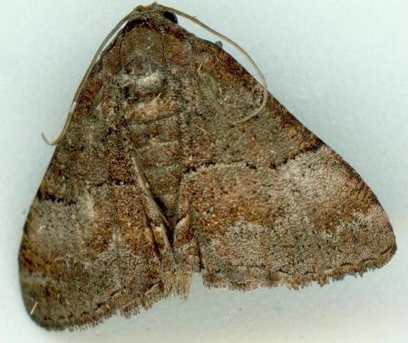 Aporoctena aprepes