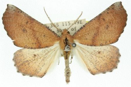 Mnesampela arida