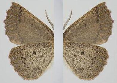 Furcatrox australis