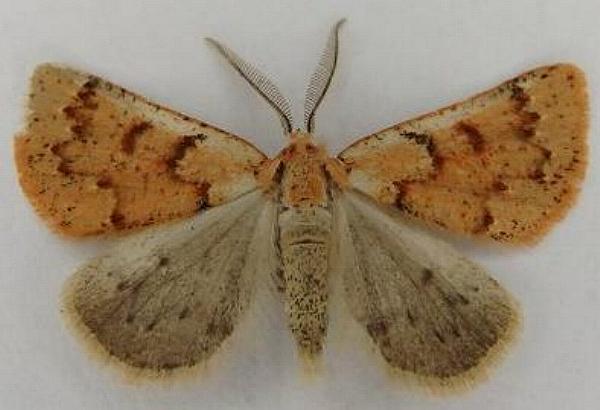 Loweria callisarca