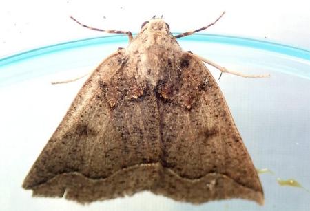 Amelora camptodes