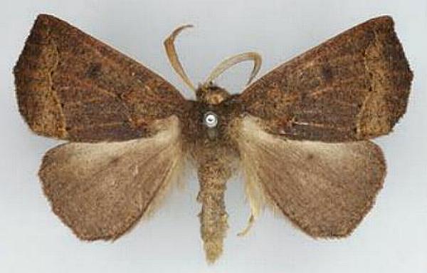 Amelora camptodes