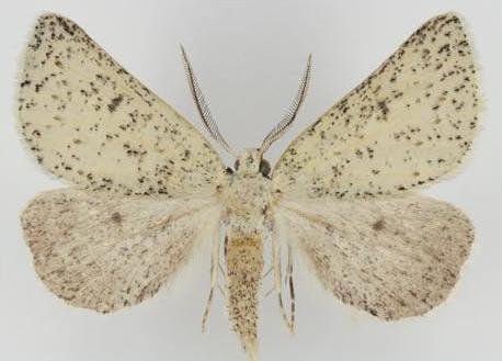 Loweria capnosticta