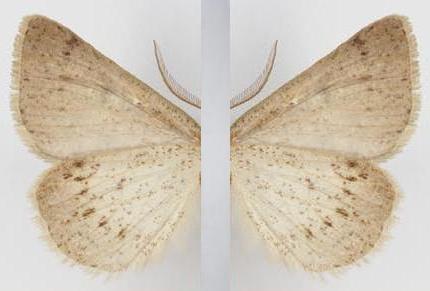 Loweria capnosticta