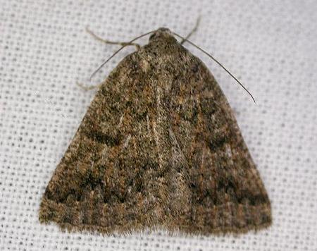 Lackrana carbo
