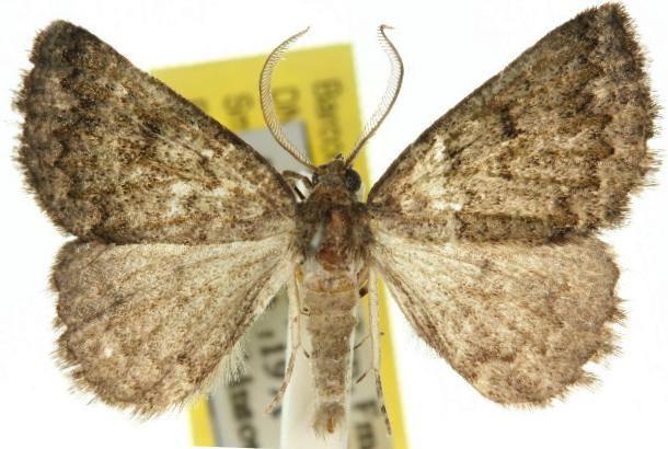 Lackrana carbo