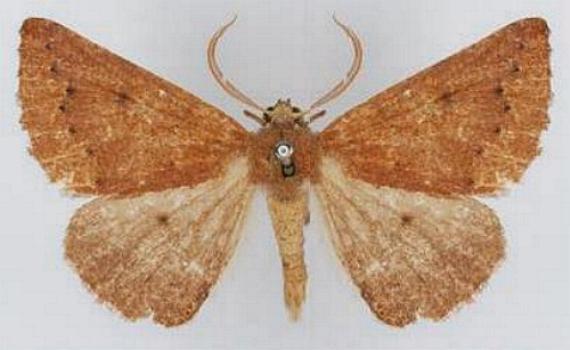 Amelora cryphia