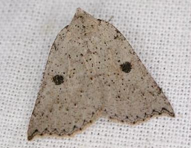 Amelora demistis