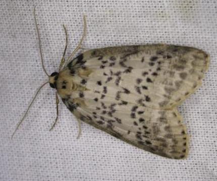 Lyelliana dryophila