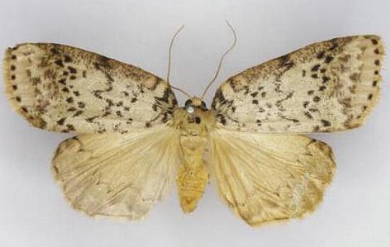 Lyelliana dryophila