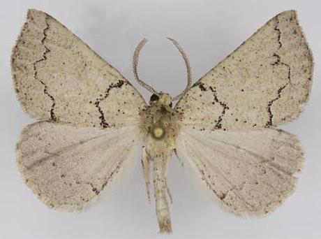 Amelora goniota