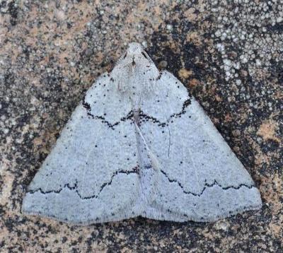 Amelora goniota