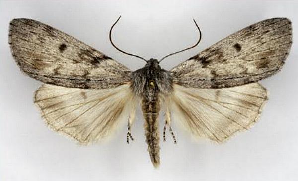 Capusa graodes