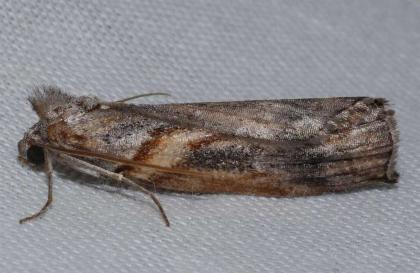 Lophothalaina habrocosma