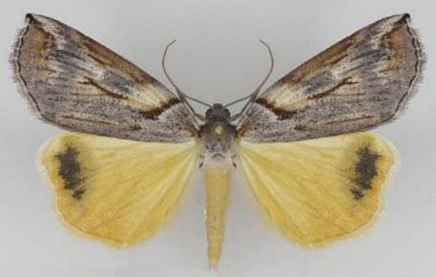 Lophothalaina habrocosma