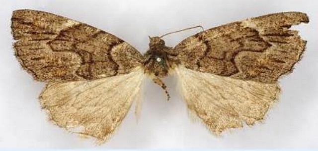 Amphicrossa hemadelpha