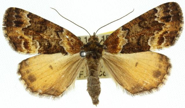 Middletonia hemichroma