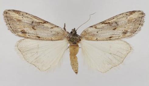 Ciampa heteromorpha