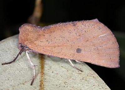 Fisera hypoleuca