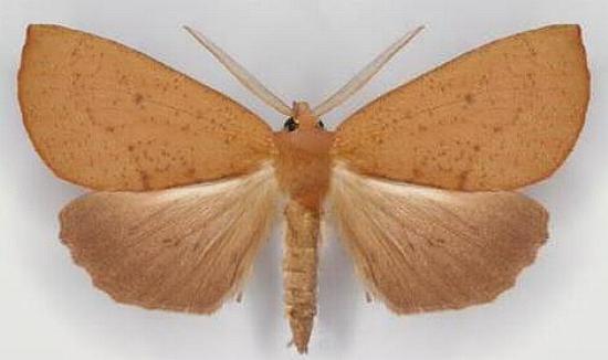 Fisera hypoleuca