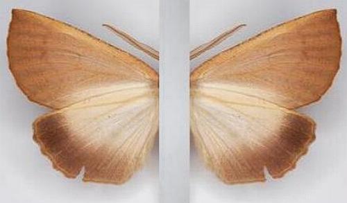 Fisera hypoleuca
