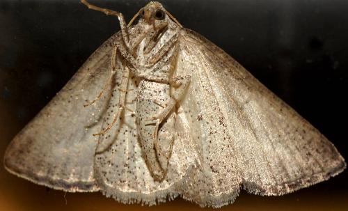Amelora idiomorpha