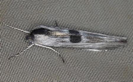 Capusa leptoneura