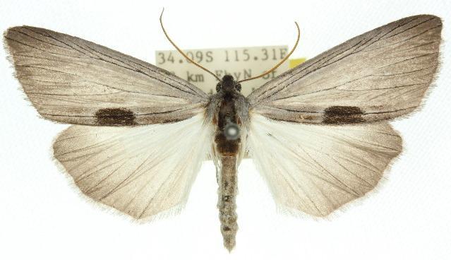 Capusa leptoneura