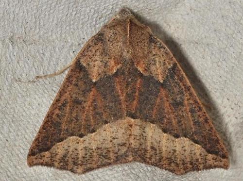 Androchela newmannaria
