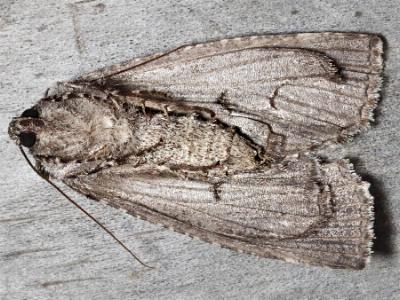 Chlenias ochrocrana