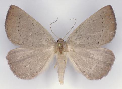 Amelora oncerodes