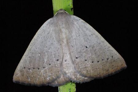 Amelora oncerodes