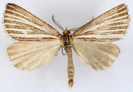 Amelora oritropha