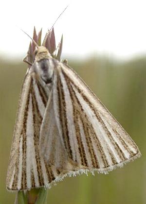 Amelora oritropha