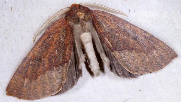 Fisera perplexata