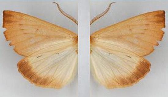 Fisera perplexata