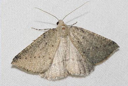 Amelora petrochroa