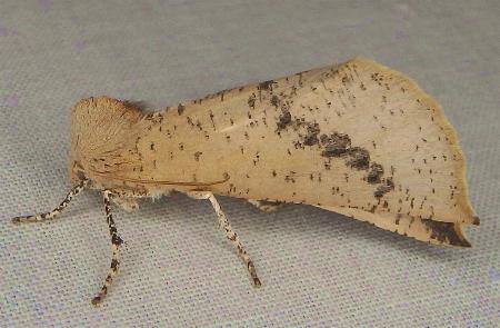 Fisera phricotypa