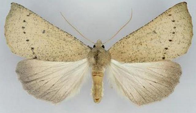 Fisera phricotypa
