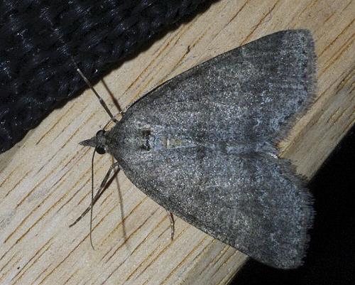 Chlenomorpha sciogramma