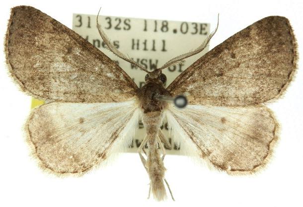 Chlenomorpha sciogramma